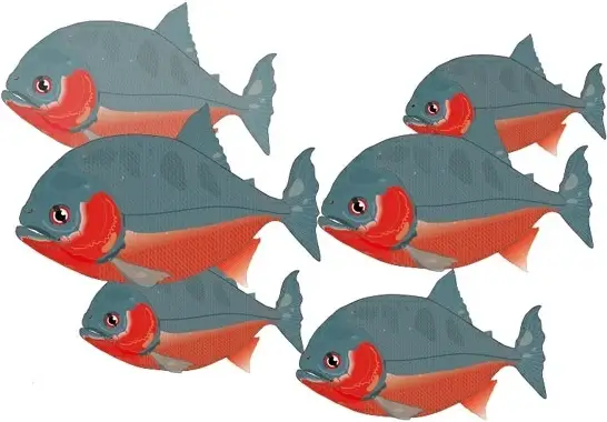 piranha fishes drawing colorful cartoon style