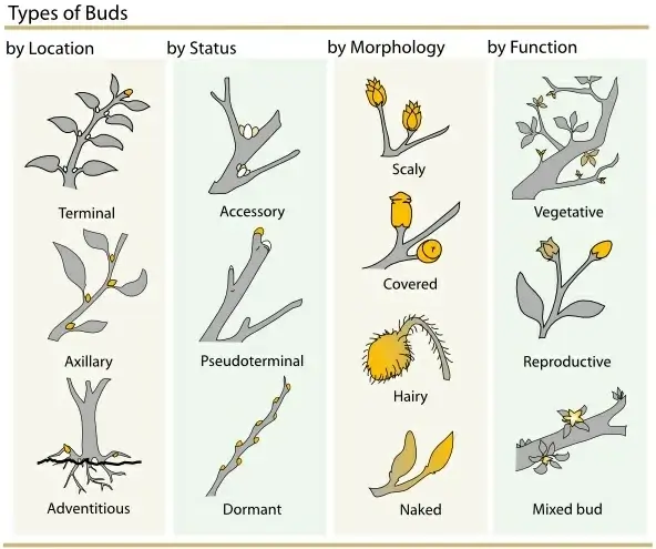 Plant Buds Clasification clip art