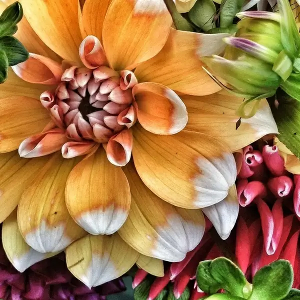 plant flower leaves