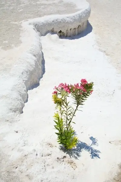 plant growing in desert