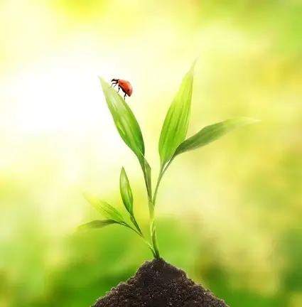 plant with ladybug picture 2