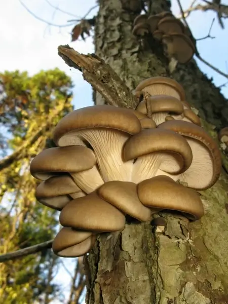 pleurotus ostreatus japan tree