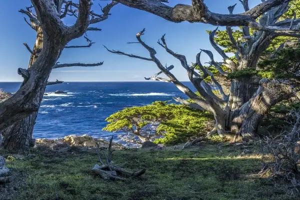 point lobos headland cove