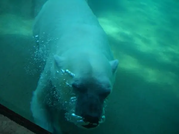 polar bear under water