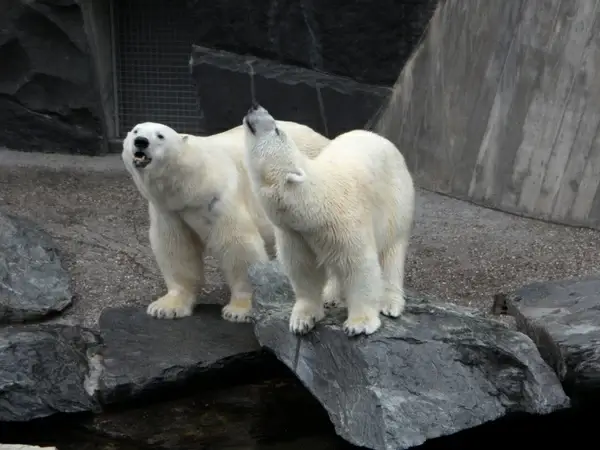 polar bears bear pets