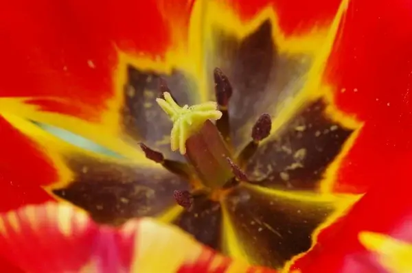 pollen pistil stamp