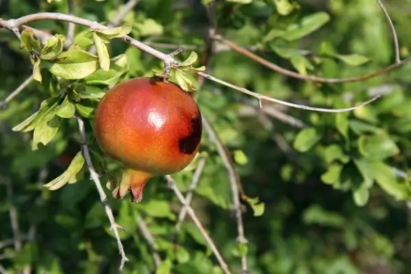 pomegranate