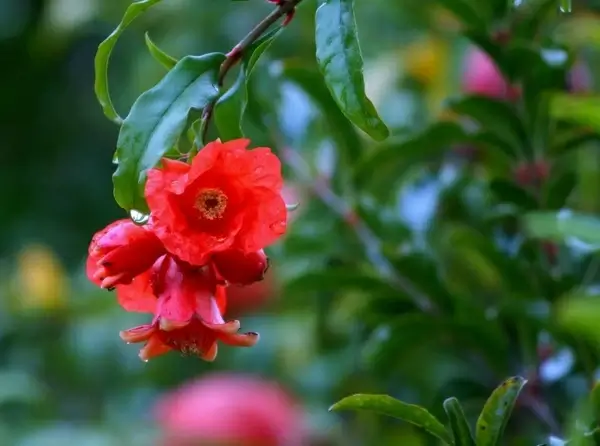 pomegranate blossoms young fruit new fruit