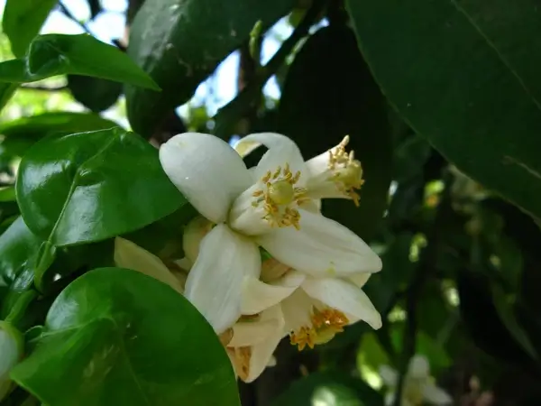 pomelo en flor