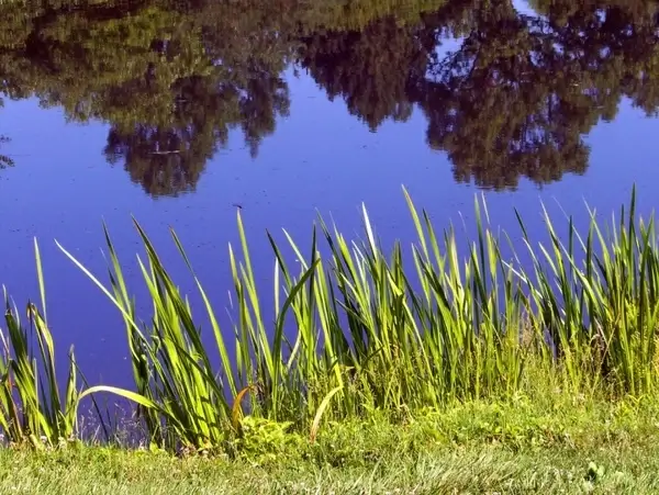 pond and weeds