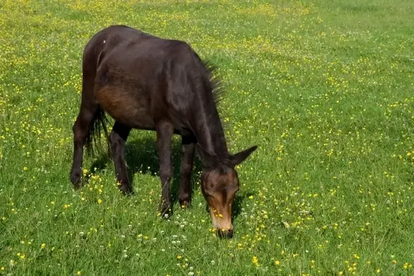 pony