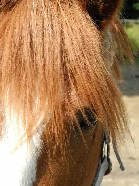 pony horse ride