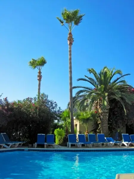 pool and palm tree