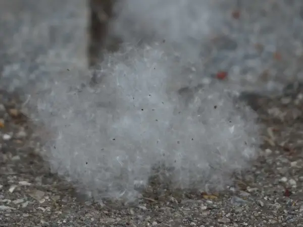 poplar seeds seeds poplar fluff