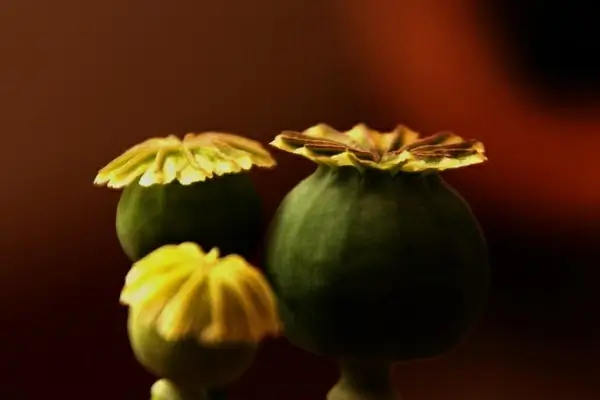 poppies