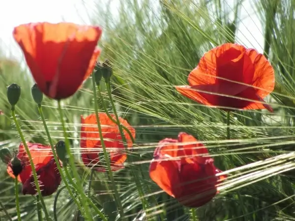 poppies and wheat composition