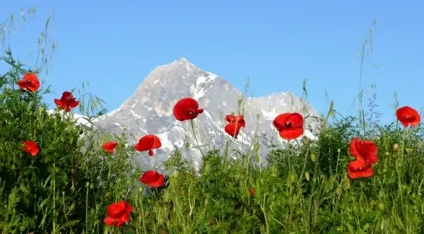 poppies mountain italy 