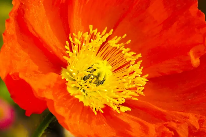 poppy flora backdrop picture elegant closeup 
