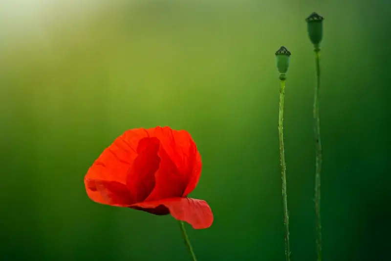 poppy flower picture elegant contrast closeup