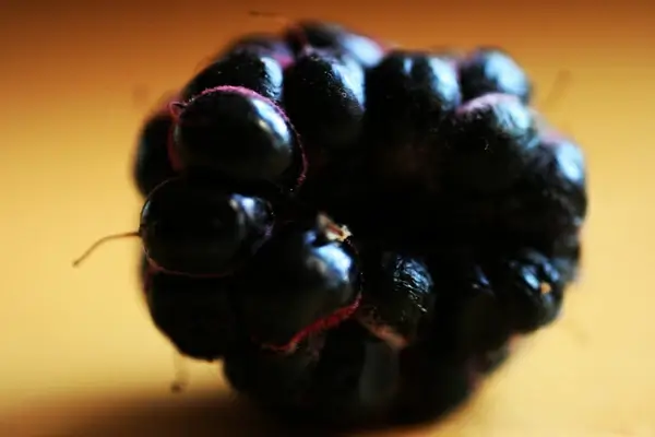 portrait of a black raspberry