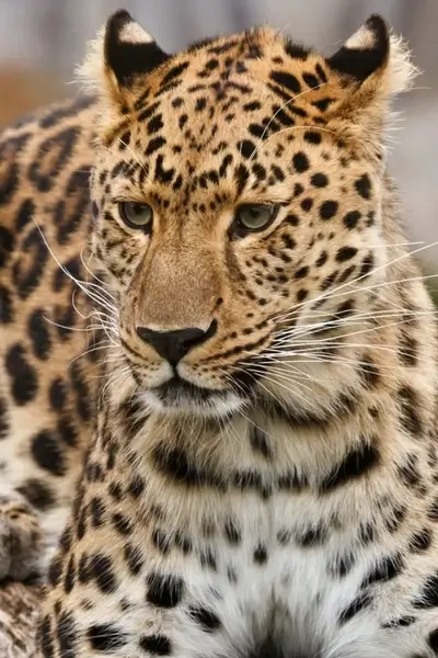 portrait of a leopard