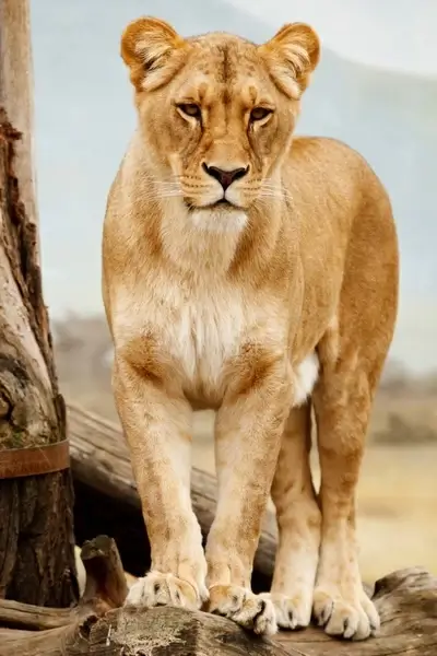 portrait of lioness