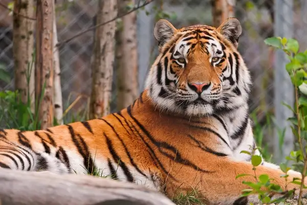 posing amur tiger