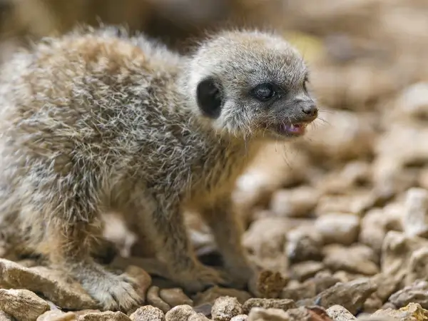 posing meerkat baby