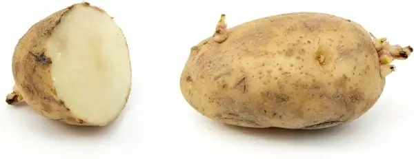 potato earth apple russet burbank potato
