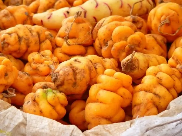 potato potatoes peru