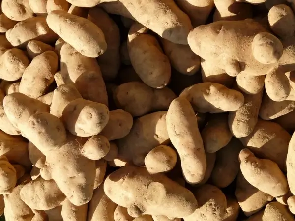 potatoes vegetables potato