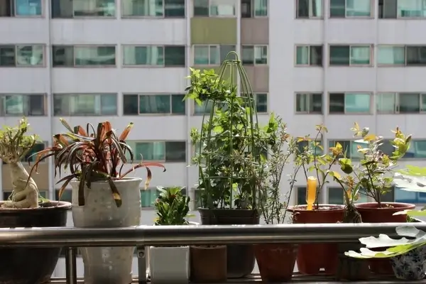 potted plant apartments veranda