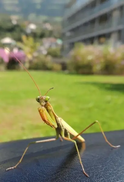praying mantis insect green 