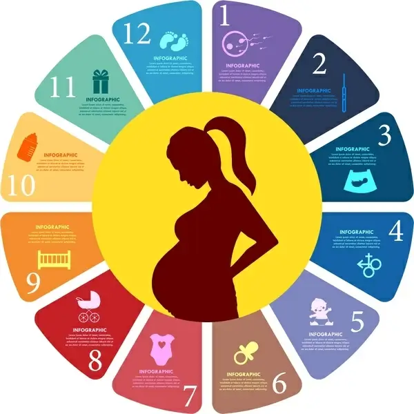 pregnancy concept design with colored infographic style