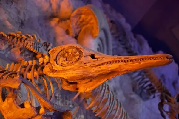 prehistoric fossil