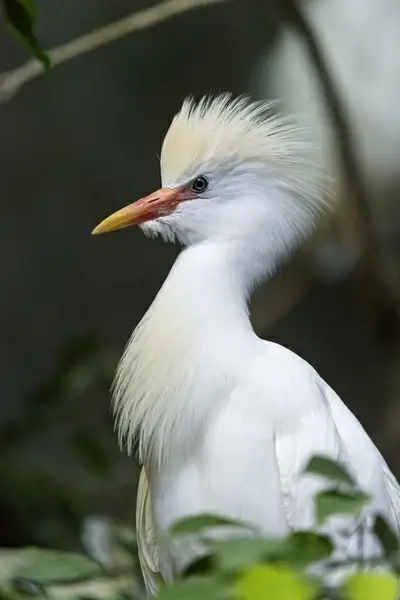 pretty white bird 