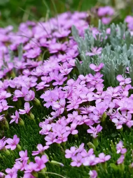 primula catchfly flower pink
