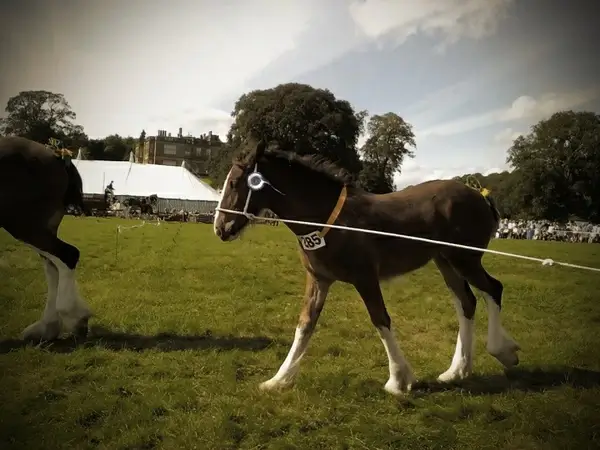 prize pony