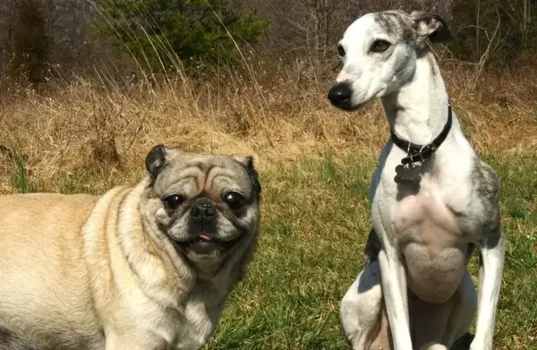 pug whippet dogs