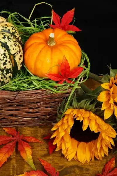 pumpkin and sunflower