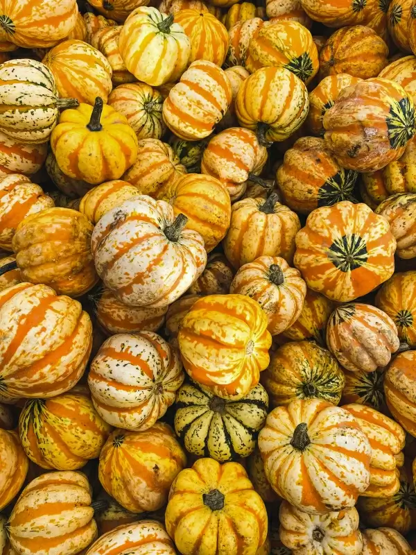 pumpkin bulk backdrop picture bright realistic