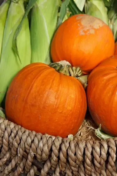 pumpkins and corn