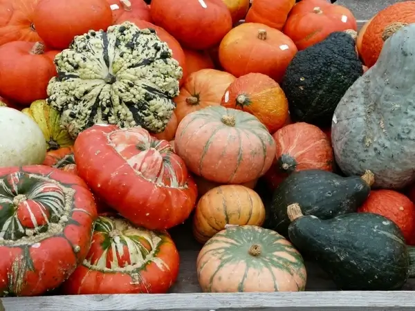 pumpkins kuebismarkt pumpkin species