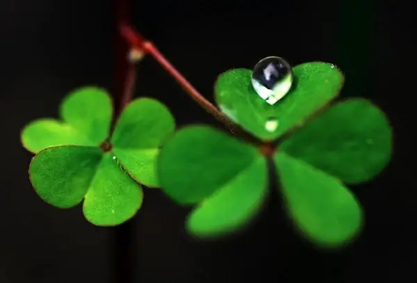 pure hearts