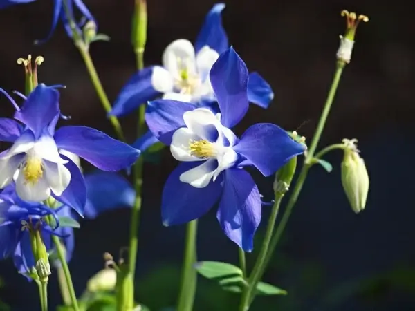purple flower