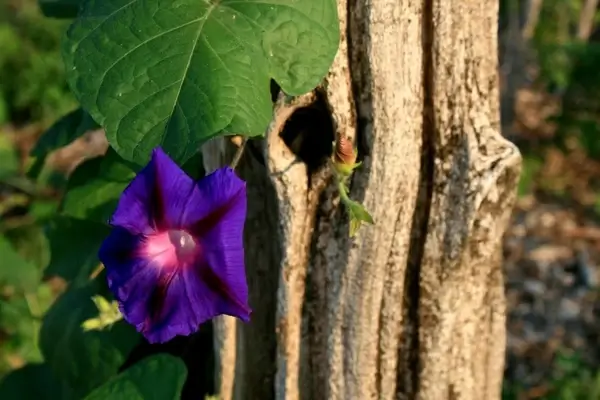 purple flower