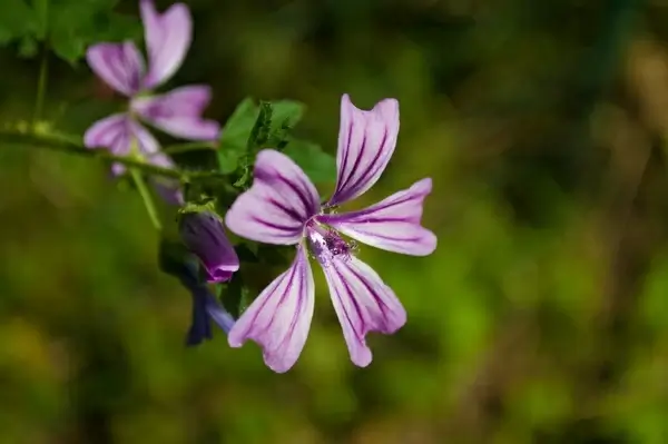 purple flower
