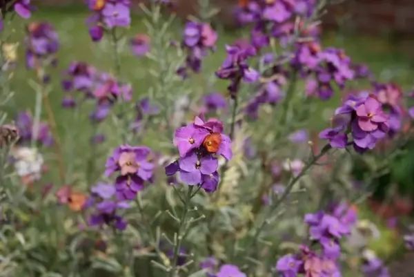 purple flowers