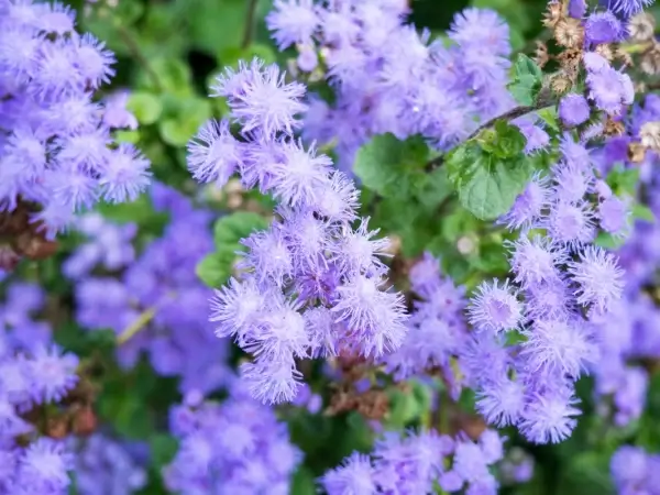 purple flowers in garden 2