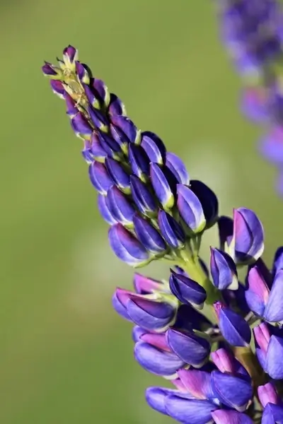 purple lupin